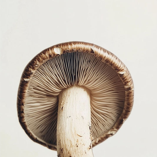 Les bienfaits du shiitake