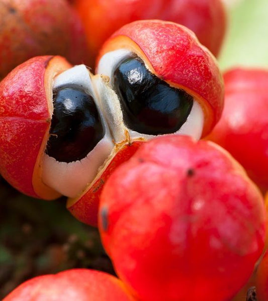 Tout savoir sur le Guarana: un trésor énergisant