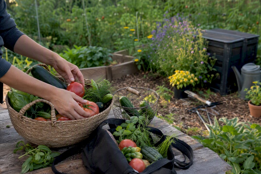 Des mains disposant soigneusement des légumes frais dans des paniers, en plein air.