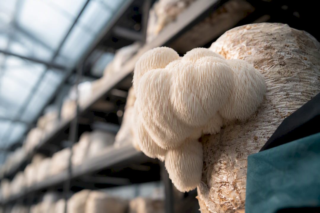 Sporophore frais d’Hericium cultivé