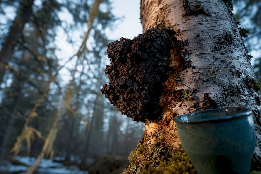 Chaga foncé sur l'écorce de bouleau